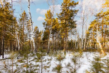 Kar ve buz bir gecede ormanı peri masalına dönüştürdü. Güneş ara sıra ağaçların arasında parlıyor. Orman karla kaplandı, el değmemiş hale geldi. Soğuk, kalın hava baş döndürücü..