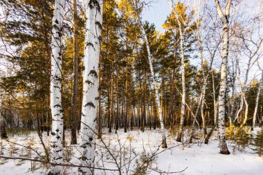 Kar ve buz bir gecede ormanı peri masalına dönüştürdü. Güneş ara sıra ağaçların arasında parlıyor. Orman karla kaplandı, el değmemiş hale geldi. Soğuk, kalın hava baş döndürücü..