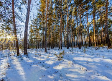 Kar ve buz bir gecede ormanı peri masalına dönüştürdü. Güneş ara sıra ağaçların arasında parlıyor. Orman karla kaplandı, el değmemiş hale geldi. Soğuk, kalın hava baş döndürücü..