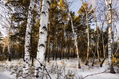 Kar ve buz bir gecede ormanı peri masalına dönüştürdü. Güneş ara sıra ağaçların arasında parlıyor. Orman karla kaplandı, el değmemiş hale geldi. Soğuk, kalın hava baş döndürücü..