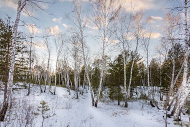 Kar ve buz bir gecede ormanı peri masalına dönüştürdü. Güneş ara sıra ağaçların arasında parlıyor. Orman karla kaplandı, el değmemiş hale geldi. Soğuk, kalın hava baş döndürücü..