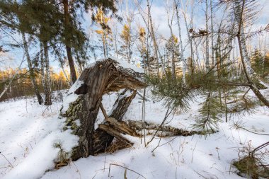 Kar ve buz bir gecede ormanı peri masalına dönüştürdü. Güneş ara sıra ağaçların arasında parlıyor. Orman karla kaplandı, el değmemiş hale geldi. Soğuk, kalın hava baş döndürücü..