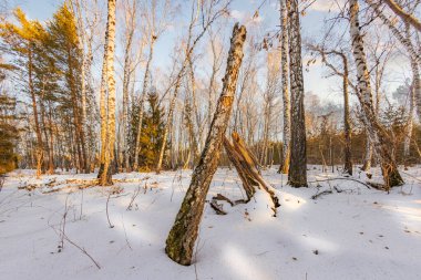 Kar taneleri, buz bir gecede şehri ve ormanı peri masalına çevirdi. Temiz, soğuk hava baş döndürücü..