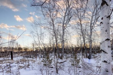 Kar taneleri, buz bir gecede şehri ve ormanı peri masalına çevirdi. Temiz, soğuk hava baş döndürücü..
