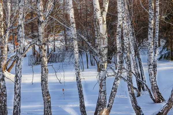 Śnieg Mróz Zmieniły Las Bajkę Słońce Czasami Świeci Między Drzewami — Zdjęcie stockowe