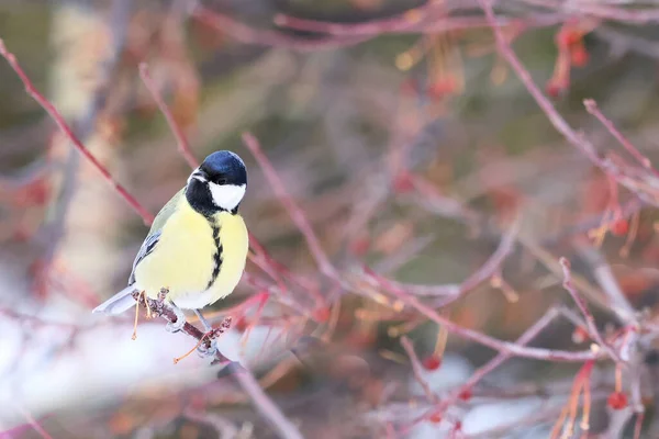 Great Tits Sit Hand Take Seeds Beaks Fly Away Very — Fotografia de Stock