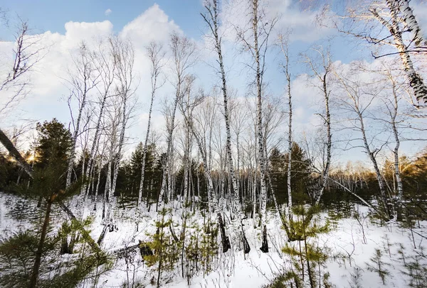 Śnieg Mróz Zmieniły Las Bajkę Słońce Czasami Świeci Między Drzewami — Zdjęcie stockowe