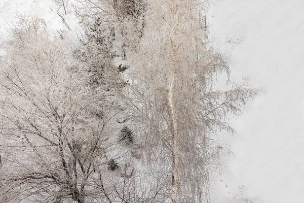 Снежные Хлопья Мороз Одну Ночь Превратили Город Лес Сказку Чистый — стоковое фото
