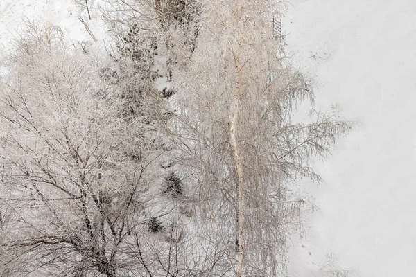 Copos Nieve Heladas Durante Noche Convirtieron Ciudad Bosque Cuento Hadas — Foto de Stock