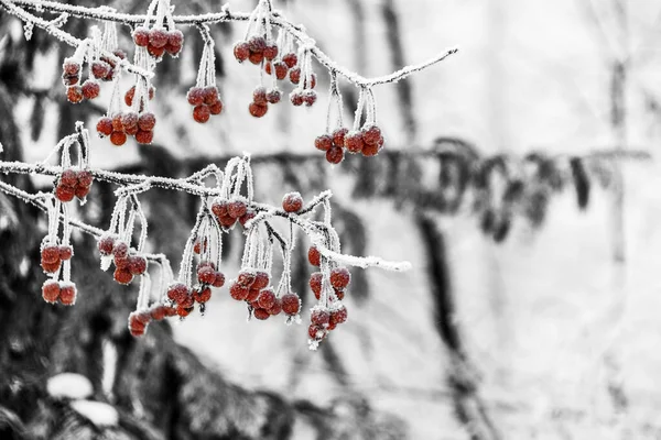 Copos Nieve Heladas Durante Noche Convirtieron Ciudad Bosque Cuento Hadas — Foto de Stock