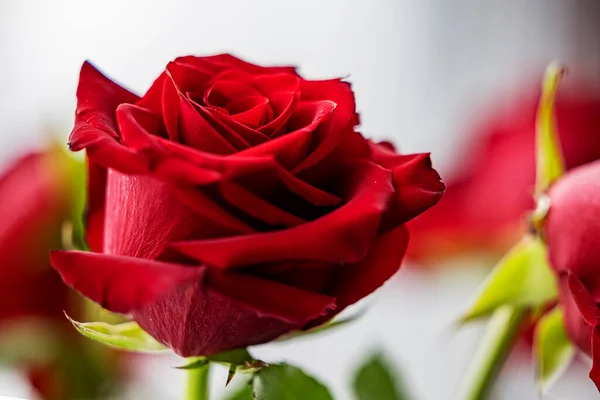 Piękny Delikatny Duży Kwiat Czerwonej Róży Jasnym Tle — Zdjęcie stockowe