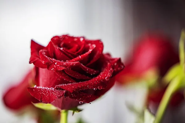 Piękna Delikatna Czerwona Róża Dużymi Kroplami Rosy Jasnym Tle — Zdjęcie stockowe