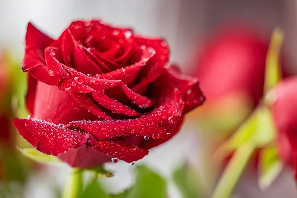 Piękna Delikatna Czerwona Róża Dużymi Kroplami Rosy Jasnym Tle — Zdjęcie stockowe