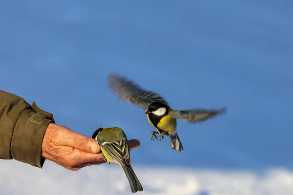 Great Tits Sit Hand Take Seeds Beaks Fly Away Very — 图库照片