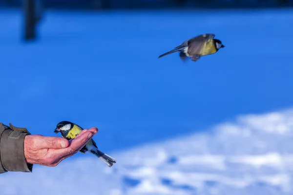 Great Tits Sit Hand Take Seeds Beaks Fly Away Very — Foto Stock