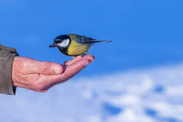 Great tit sits on the hand and pecks at the seeds