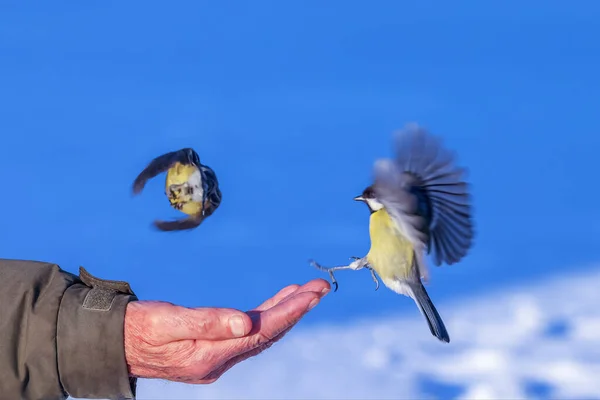 Great Tits Sit Hand Take Seeds Beaks Fly Away Very — Φωτογραφία Αρχείου