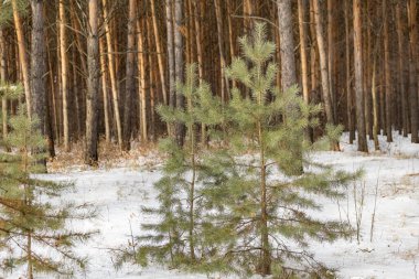 Kar taneleri, buz bir gecede ormanı peri masalına çevirdi. Temiz, kalın, soğuk hava sarhoş eder ve başını döndürür. Yeni bir güç verir.