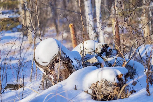 Kar taneleri, buz bir gecede ormanı peri masalına çevirdi. Temiz, kalın, soğuk hava sarhoş eder ve başını döndürür. Yeni bir güç verir.
