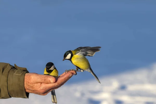 Great Tits Bright Multi Colored Coloring Sit Hand Take Seeds — ストック写真