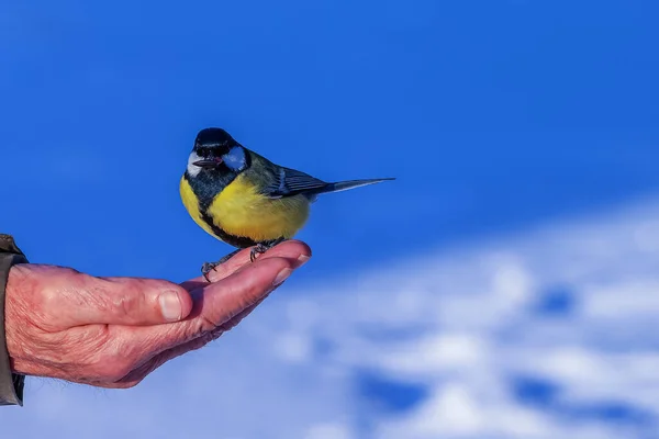Great Tits Bright Multi Colored Coloring Sit Hand Take Seeds — Stock Fotó