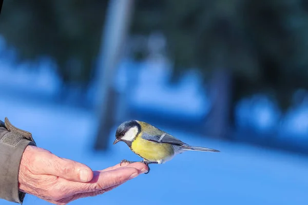 Великі Сиськи Яскравим Різнокольоровим Забарвленням Сидять Руці Беруть Насіння Дзьоб — стокове фото