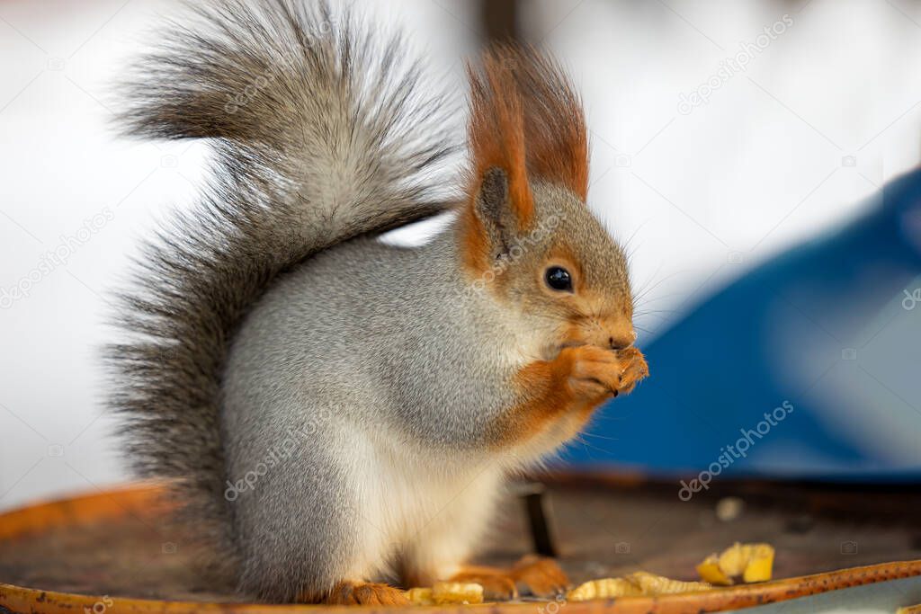 In winter, the squirrel changes its fur coat to a warm and fluffy one with a big fluffy tail. Today for lunch, squirrels have bananas.