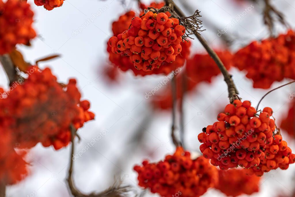 Large, red rowan berries in the cold have become softer and tastier. Rowan berries, natural vitamins good for your health