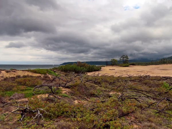 Vista norte. Lago Baikal. Esqueletos de madera de cedro elfo quemado Fotos de stock libres de derechos