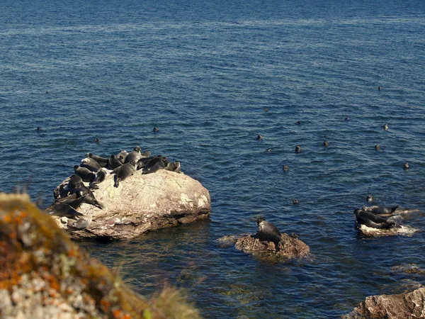 Indemitschnyje baikalnyje die Arten der Säugetiere - die Robben Stockbild