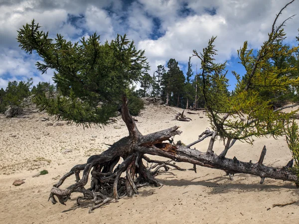 Wandelen bomen Rechtenvrije Stockfoto's