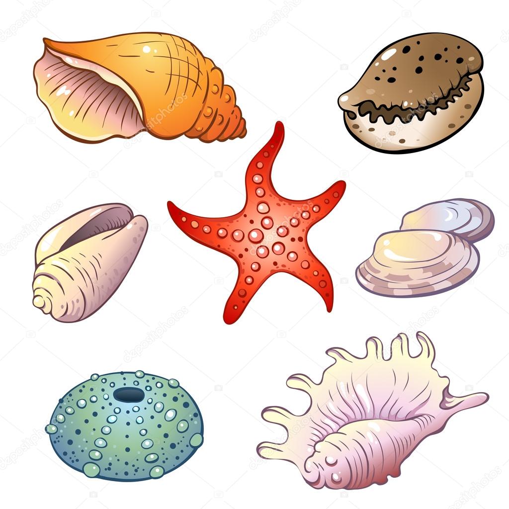 Set of sea shells