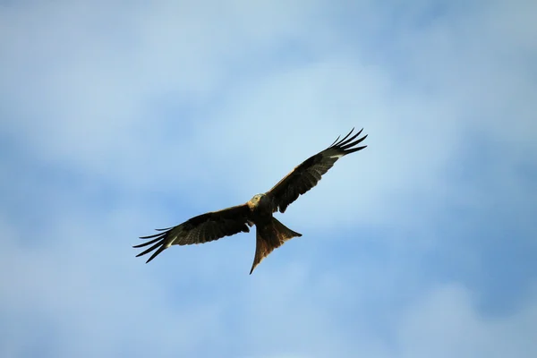 Red Kite