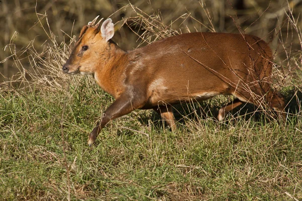 Muntjak deer during the afternoon walk. Stock Image