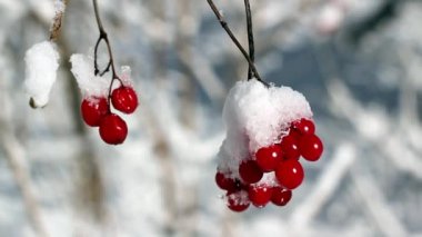 Kışın kartopu çilek