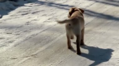 labrador yavru köpek yürüyüş