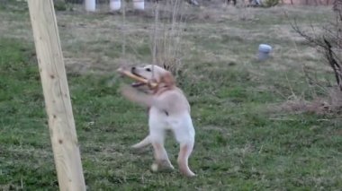 sopa üzerinde oynayan köpek