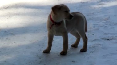 Kırmızı yakalı yavru köpek bir şey arıyor