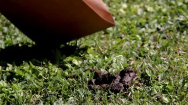 köpek boku sonra temizlik