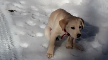 Labrador yavrusu yerler karlı bir dökümü sürüyor