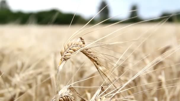Качающийся единственный стебель пшеницы — стоковое видео