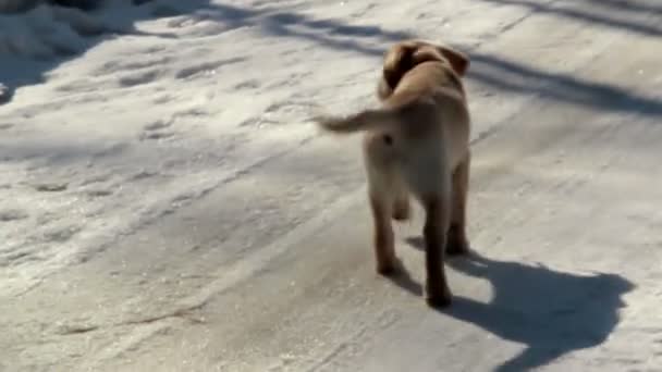 Лабрадор щенок ходьба — стоковое видео