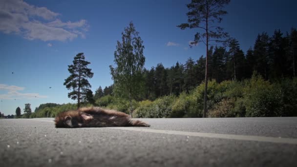 Mrtvé zvíře na straně ulice — Stock video