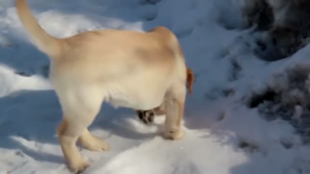 Un chiot labrador mignon marchant sur la neige 