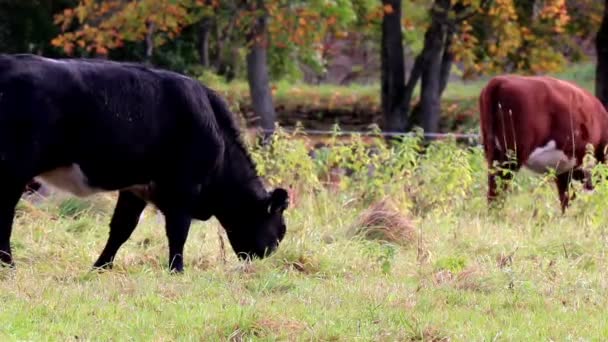 Krávy šťastně pasoucí se na louce — Stock video