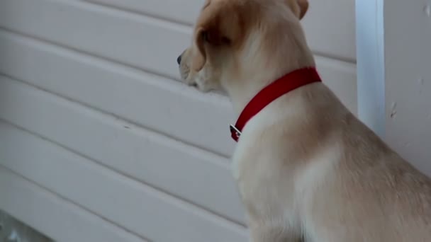 Симпатичный щенок терпеливо ждет своего хозяина — стоковое видео