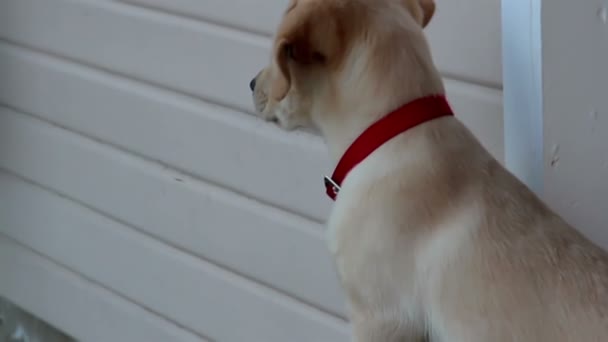 Sevimli bir köpek sahibi için sabırla bekliyor — Stok video