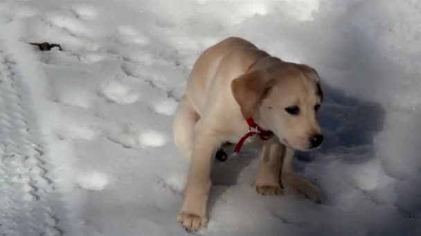 Labrador cachorro está tomando un vertedero en el suelo nevado — Vídeo de stock