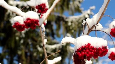 viburnum opulus guelder karla kaplı gül kümesi