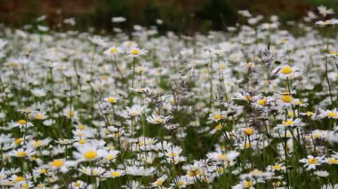 Beyaz papatya alanında bir sürü